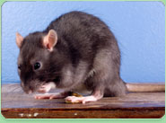rat control Farnborough