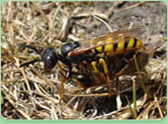 wasp control Farnborough