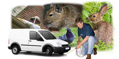 Farnborough local van